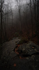 Rock center in the middle of the foggy woods along a hiking trail 