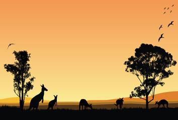 Fototapeta na wymiar Family of Kangaroos feed in the sunset