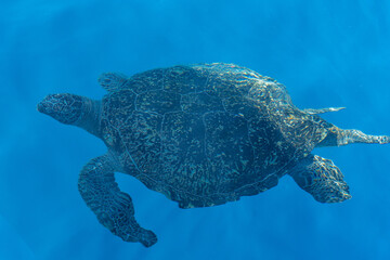 Fototapeta premium Similan and Surin Island SCUBA diving TRIP