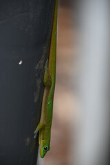 Close-up shot of a green lizard with a blurred background, Oahu, Hawaii
