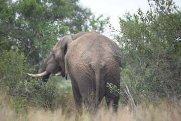 Fototapeta premium African elephant back view close up South African in the forest