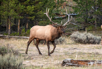 Bull Elk 3