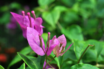 Fototapeta na wymiar Close-up of Bougainvillea spectabilis flower nature outdoor photography