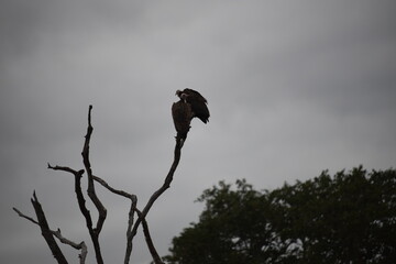 Two African eagles sit-in on a bare branch of tree cloudy sky South Africa
