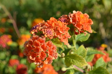 red and yellow flowers