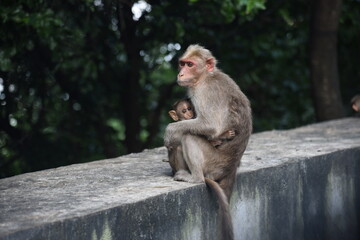 cute little Indian baby monkey with its mother found in hilly areas