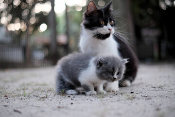 black and white cat on the ground