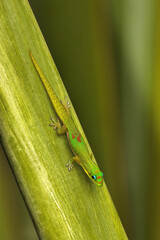 Detailed photo of a gold dust gecko laying on a bright green leaf.