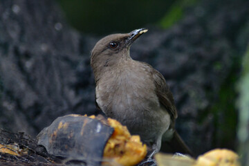 aves