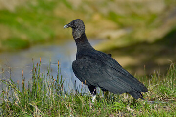aves