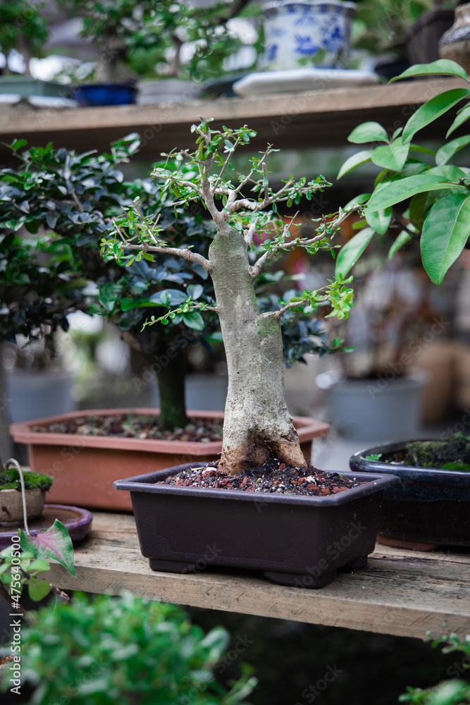 Sticker Selective focus shot of bonsai plants in the garden