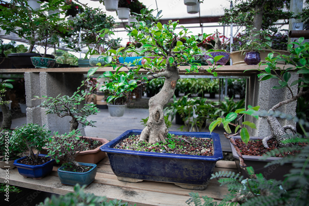 Sticker Selective focus shot of bonsai plants in the garden