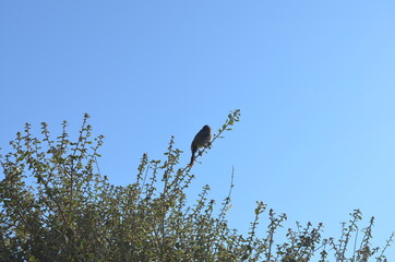 birds in the grass against the blue sky