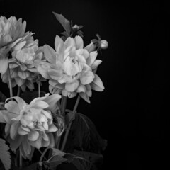 Closeup shot of  a beautiful bouquet of  flowers on the black background in grayscale