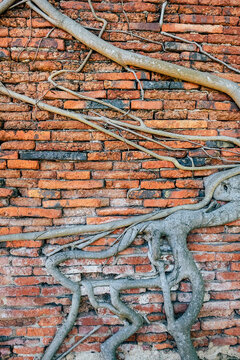 image of tree roots on brick wall 