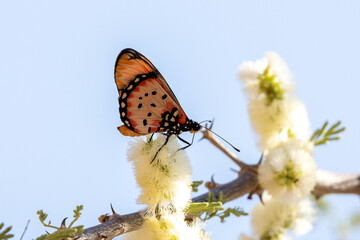Ein Kleiner Monarch saugt in der Seitenansicht an einer Blüte