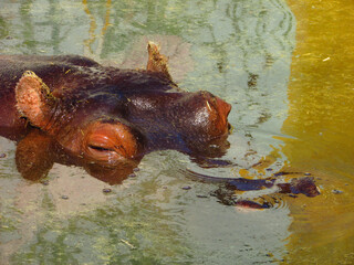 Head of the hippo peeking from the water