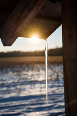 Icicle on the roof. Winter time and natural phenomena. Sunset rays of light pass through the thin icicle.