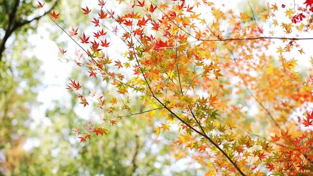 red marple in hangzhou public park in late autumn
