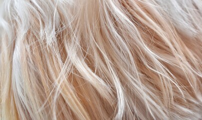 brown dog fur texture close up abstract © ประพันธ์ บุญเหมาะ