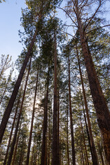 Horizontal photo of a group of brown pines with green needles in the forest in autumn