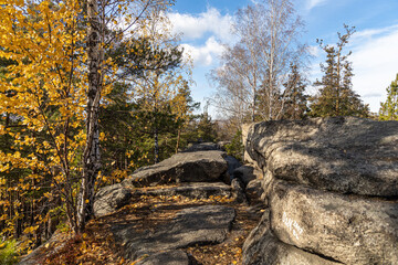 Horizontal photo of a group of brown pines with green needles and white birch trees with yellow leaves in the forest in autumn