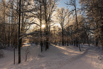 Snow in the park. Sunbeams through tree branches. A path in the snow in the park.