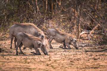 Desert warthogs kneeling on their knees looking for food on the ground, in Kruger Park, Africa