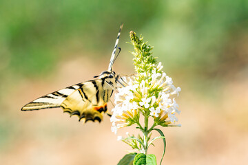 Closeup of a large black and white spotted butterfly pollinating from a white Valerian plant