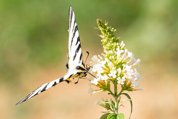 Closeup of a large black and white spotted butterfly pollinating from a white Valerian plant