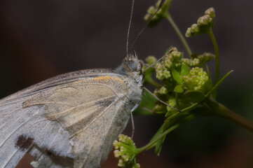 Closeup shot of a cabbage white butterfly sitting on a flower