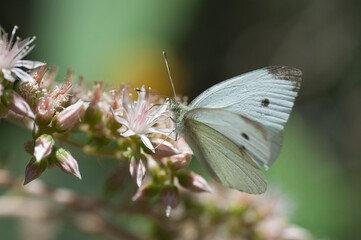 Closeup shot of a cabbage white butterfly sitting on a flower