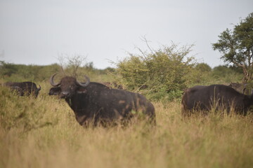 African Buffalo in the field South Africa day time overcast
