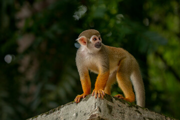 Macaco