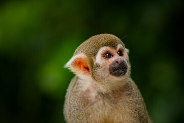 Macaco