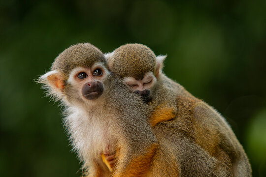 Macaco-prego-de-cara-branca Fotografia, Fotos