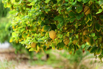 Drzewa cytrynowe © Andrzej