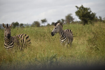 Fototapeta na wymiar Two African Zebras running in th field with trees in the background sunny day with a few clouds