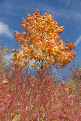 Lonely tree in fall colors, Poland