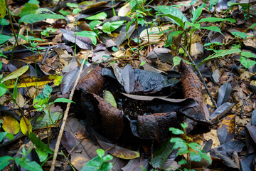 Naklejka premium Close Up of Dead Rafflesia Flower