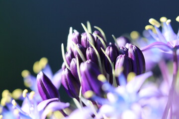 Beautiful blue purple colored ”Cuban lily (Schiller Peruviana)” flower super macro  closeup photograph. 美しく咲く「おおつるぼ（大蔓穂・シラー・ペルビアナ）」の花頭を超・マクロ接写撮影。