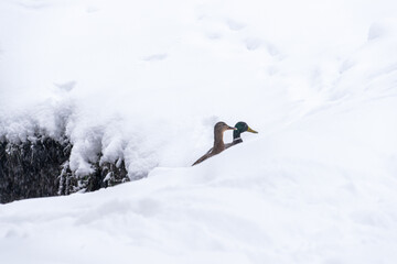 Naklejka na ściany i meble Ducks tend to go up the snowdrifts during a snowstorm
