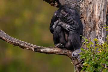 sitting west african chimpanzee relaxes