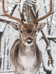 Naklejka na ściany i meble deer in winter