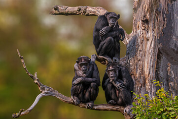 3 west african chimpanzee sitting in a tree - obrazy, fototapety, plakaty