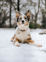 portrait of a Blu merle tricolor Border Collie