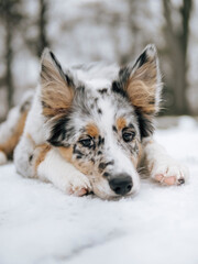 portrait of a Blu merle tricolor Border Collie