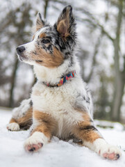 portrait of a Blu merle tricolor Border Collie