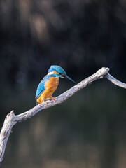 kingfisher on branch