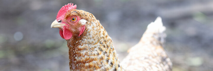 Multi colored rooster in yard closeup. Agriculture
